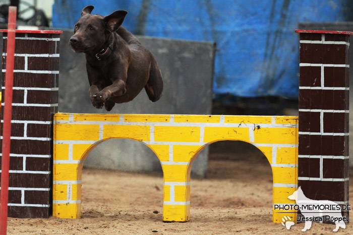 Labrador Retriever im Sprung über ein Agility-Hindernis