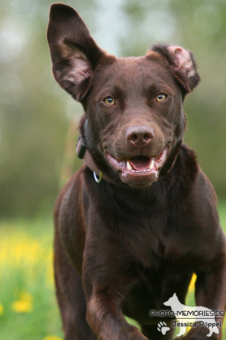 Labrador Retriever in Bewegung