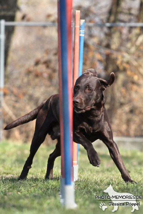 Labrador Retriever im Agility-Slalom