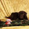 Labrador Retriever im Studio an Weihnachten