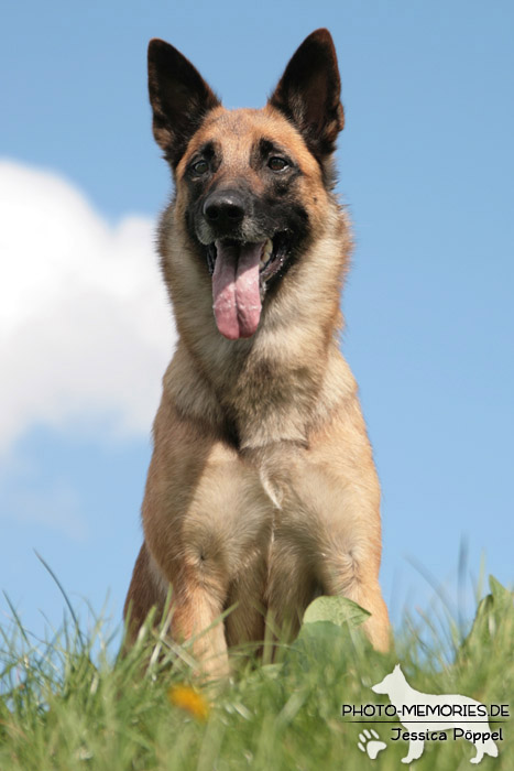 Portrait eines Malinois