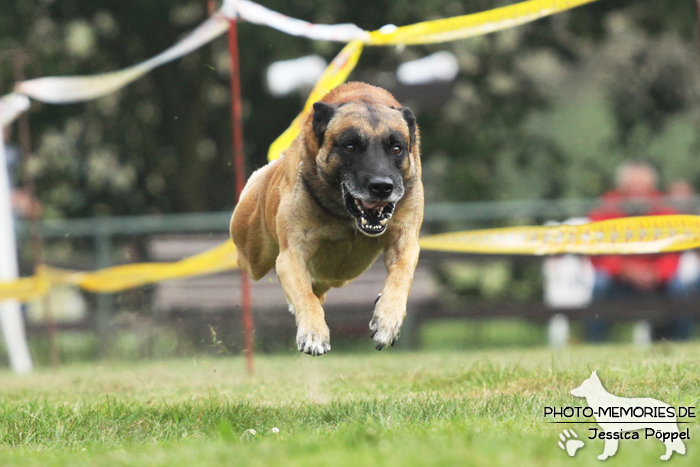 Malinois beim Hunderennen