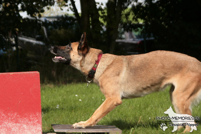 Malinois beim Hundesport