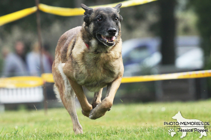 Malinois beim Hunderennen