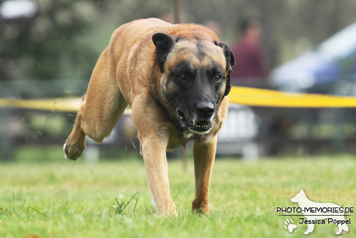 Malinois beim Hunderennen