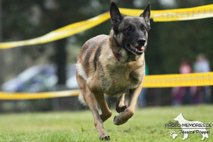 Malinois beim Hunderennen