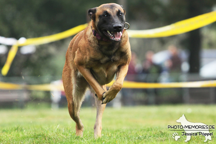 Malinois beim Hunderennen