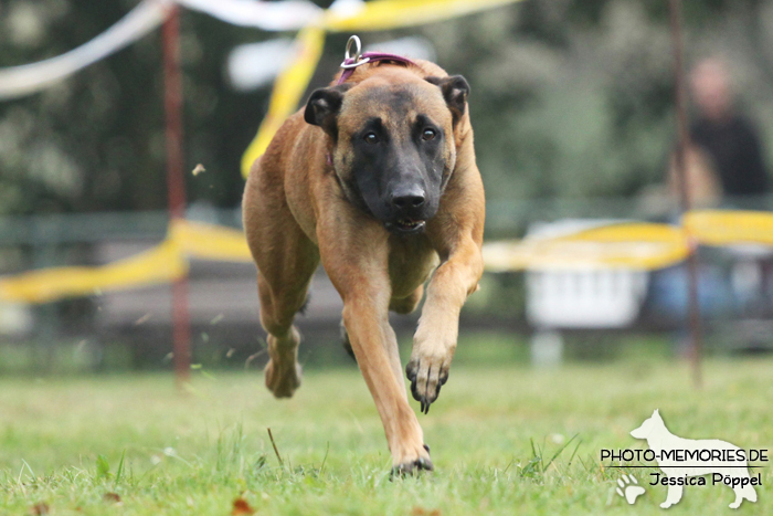 Malinois beim Hunderennen