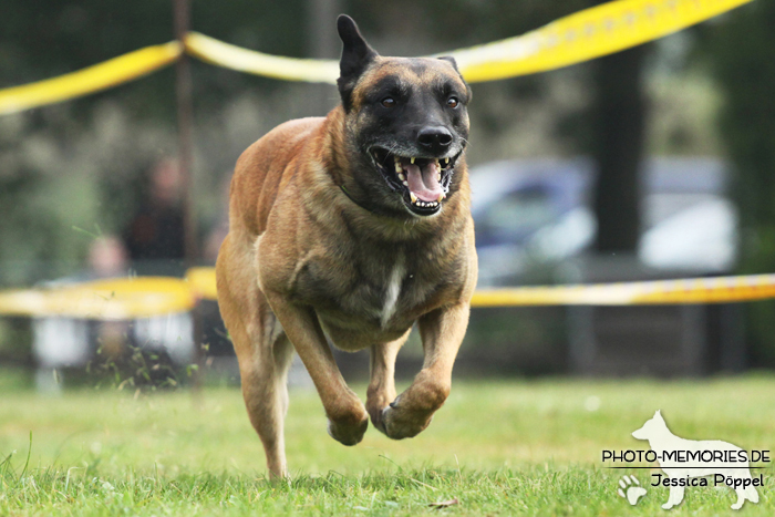 Malinois beim Hunderennen