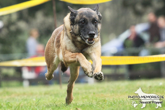 Malinois beim Hunderennen