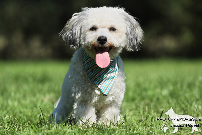 Maltipoo im Sitzen