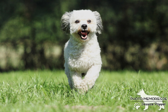 Maltipoo im Laufen