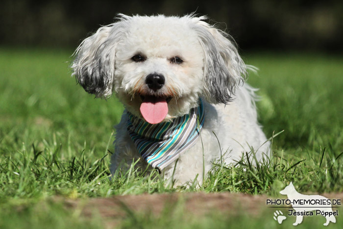 Maltipoo im Liegen