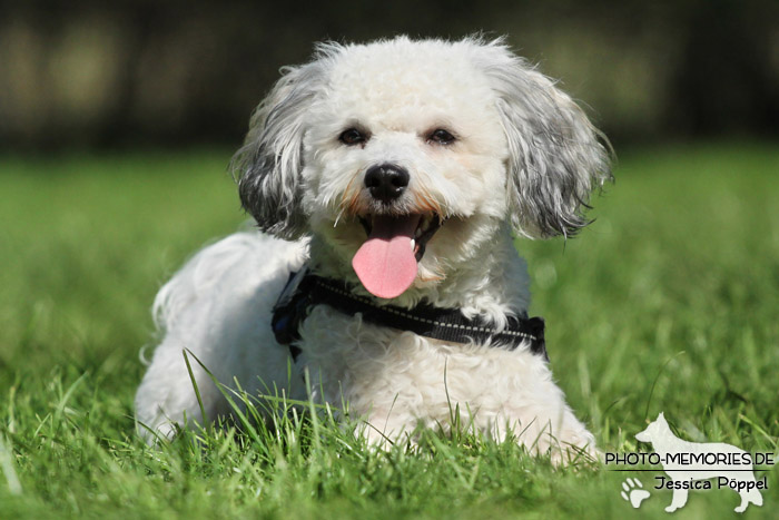 Maltipoo im Liegen