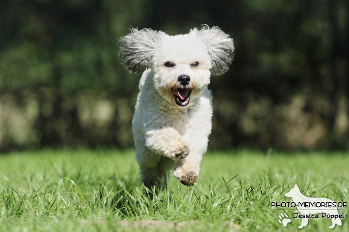 Maltipoo im Laufen