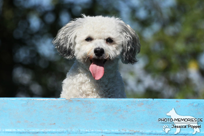 Maltipoo auf der Agility A-Wand