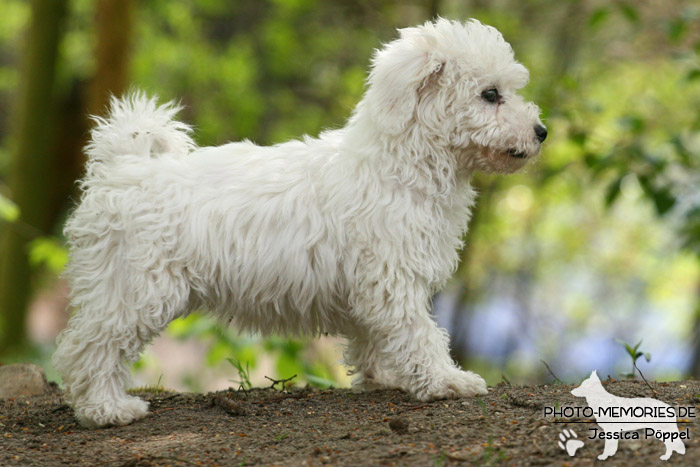 Maltipoo in der Hundeschule