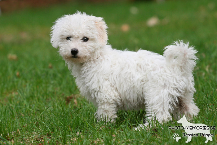 Maltipoo im Stehen