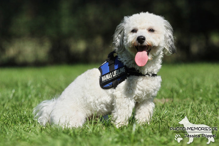 Maltipoo im Sitzen