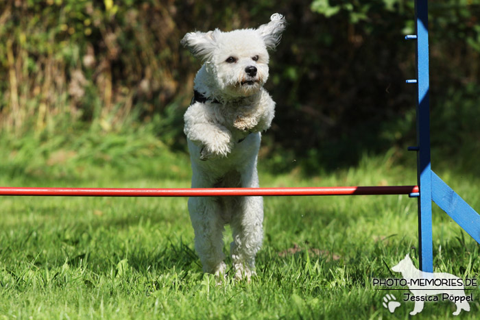 Maltipoo beim Agility