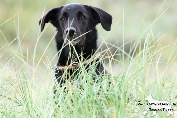 Labrador-Mischlingsrüde in den Dünen