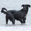Labrador-Mischlingsrüde am Strand