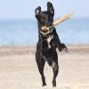 Labrador-Mischlingsrüde am Strand