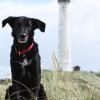 Labrador-Mischlingsrüde vor einem Leuchtturm