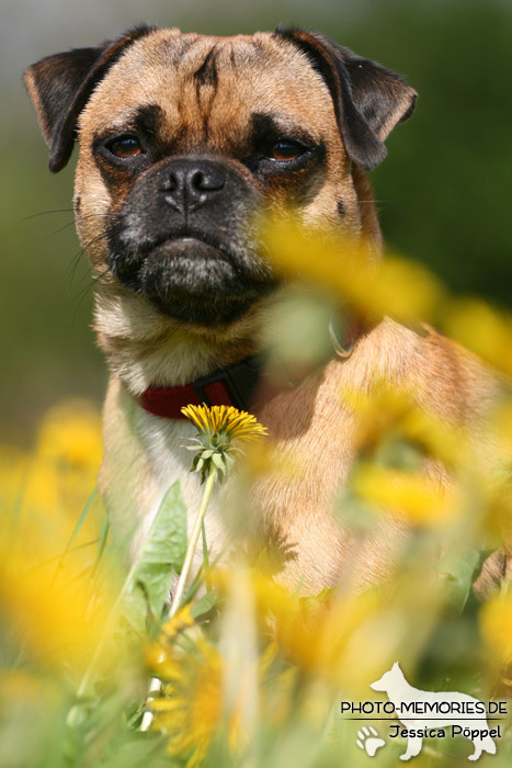 Mops im Liegen