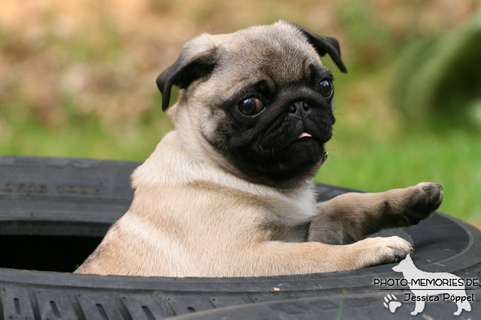 Mops in der Hundeschule