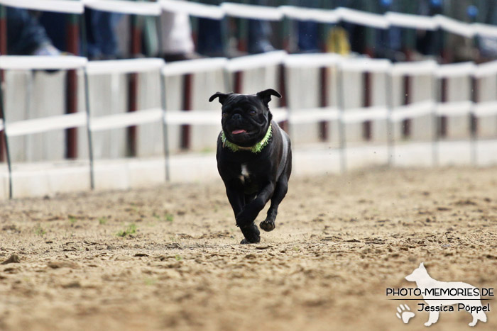 Beim Mopsrennen