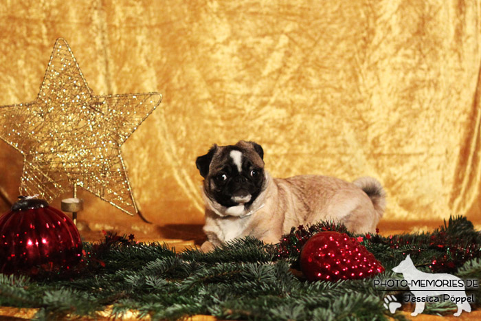 Mops im Studio an Weihnachten