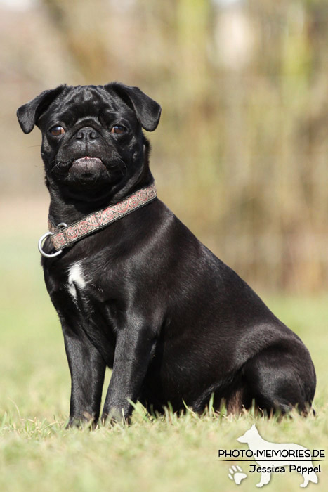 Mops im Sitzen