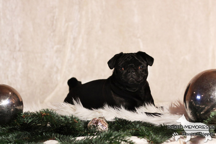 Mops im Studio an Weihnachten