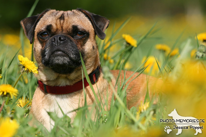 Mops im Liegen