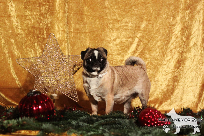 Mops im Studio an Weihnachten