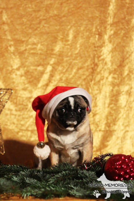 Mops im Studio an Weihnachten