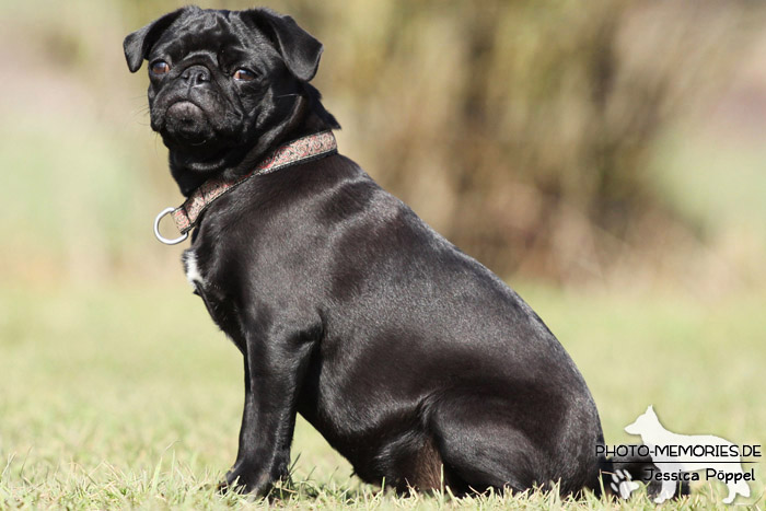 Mops im Sitzen