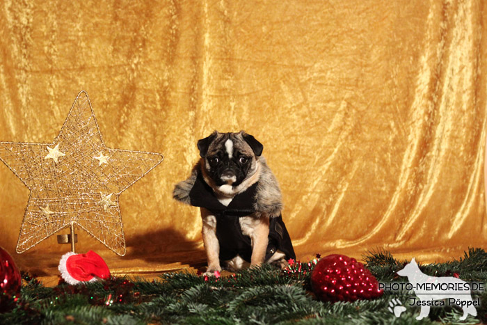 Mops im Studio an Weihnachten