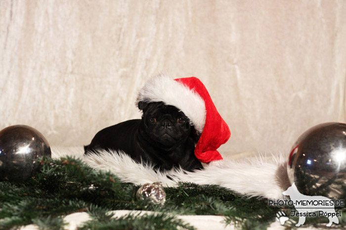 Mops im Studio an Weihnachten