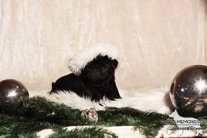 Mops im Studio an Weihnachten