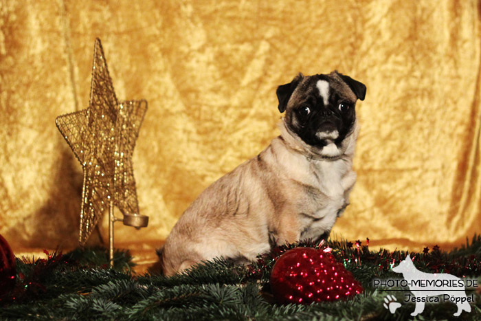 Mops im Studio an Weihnachten