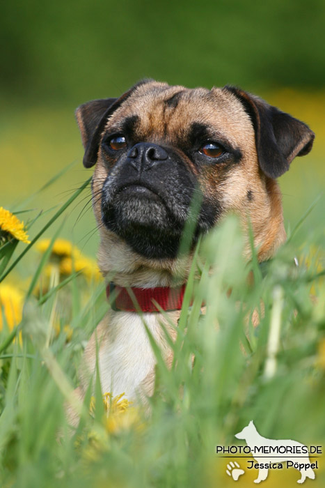 Mops im Liegen