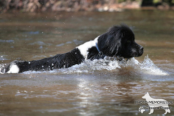 Neufundländer im Wasser