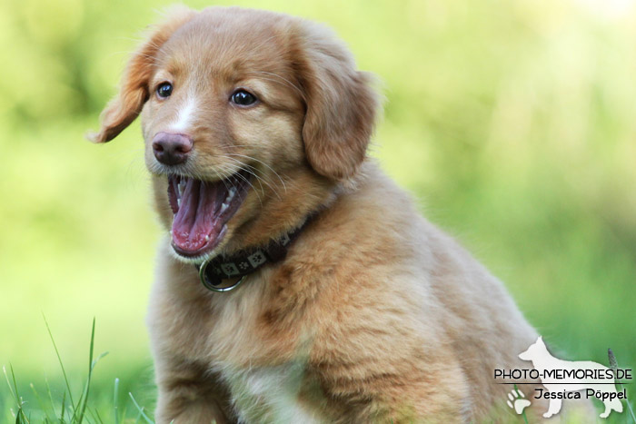 Nova Scotia Duck Tolling Retriever - Welpe