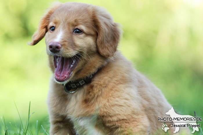 Nova Scotia Duck Tolling Retriever - Welpe