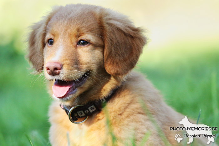 Nova Scotia Duck Tolling Retriever - Welpe