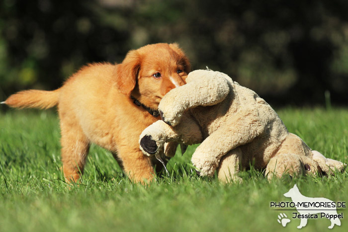 Nova Scotia Duck Tolling Retriever - Welpe