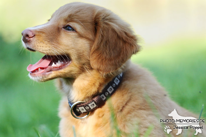 Nova Scotia Duck Tolling Retriever - Welpe