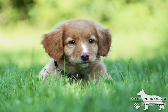 Nova Scotia Duck Tolling Retriever - Welpe